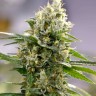 Auto Easy Bud feminised Ganja Seeds купить