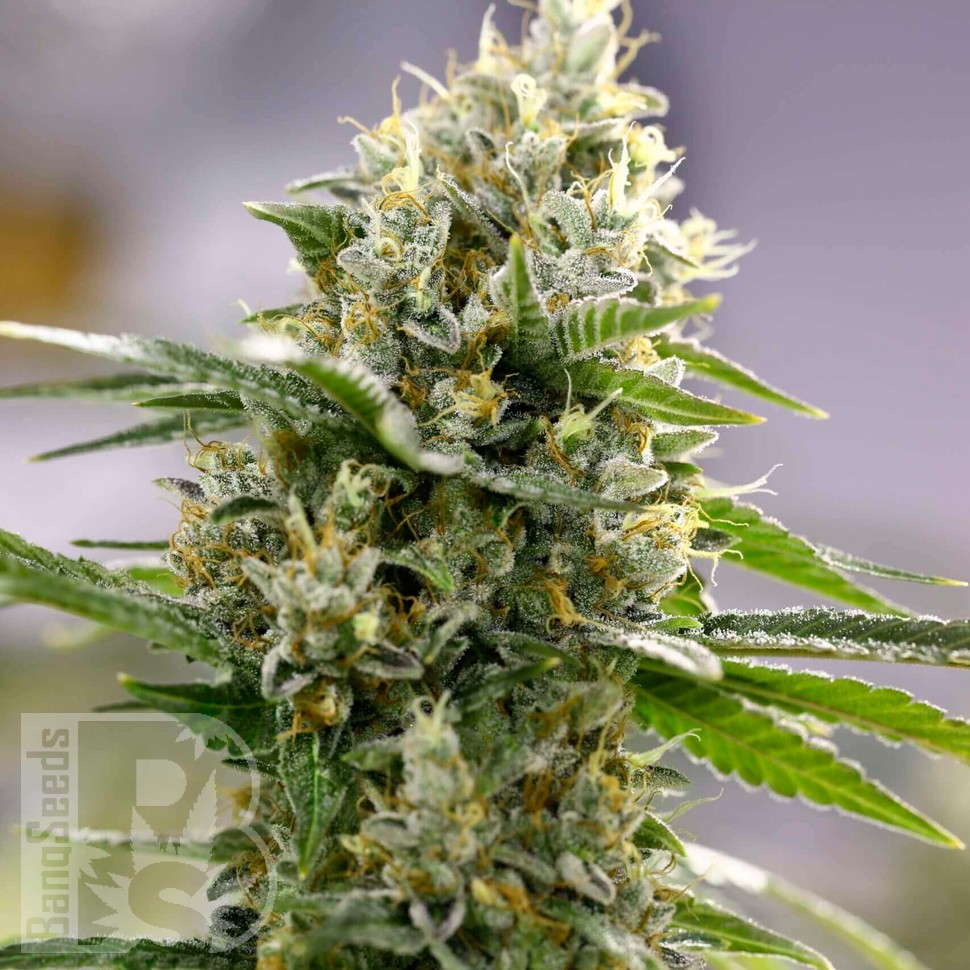 Семена каннабиса  Auto Easy Bud feminised Ganja Seeds