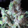 Cool Rasta feminised Ganja Seeds