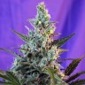 Cool Rasta feminised Ganja Seeds