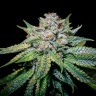 Семена  Train Wreck feminised Ganja Seeds