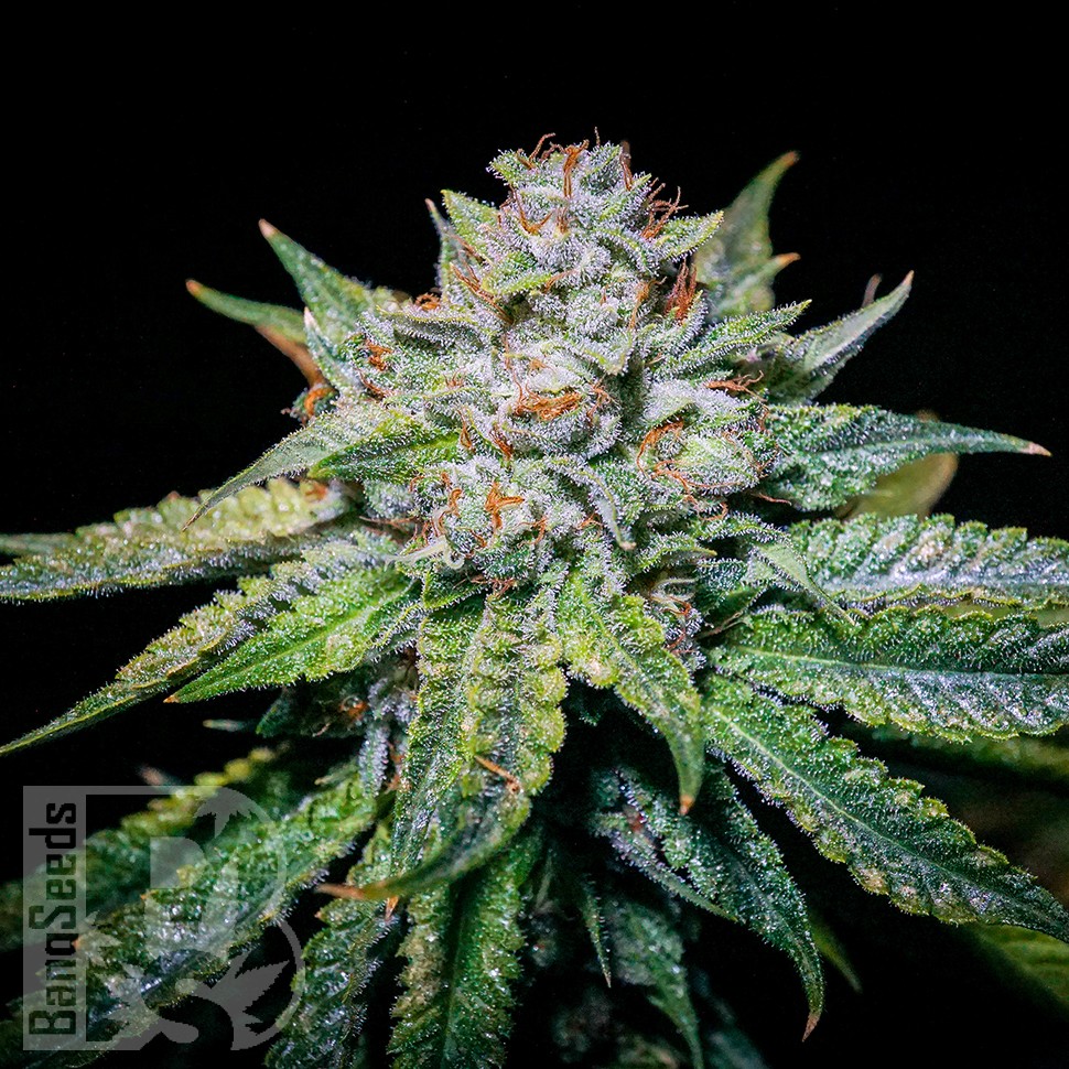 Семена  Train Wreck feminised Ganja Seeds