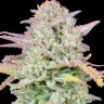 Семена  Train Wreck feminised Ganja Seeds