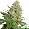 Семена  Train Wreck feminised Ganja Seeds