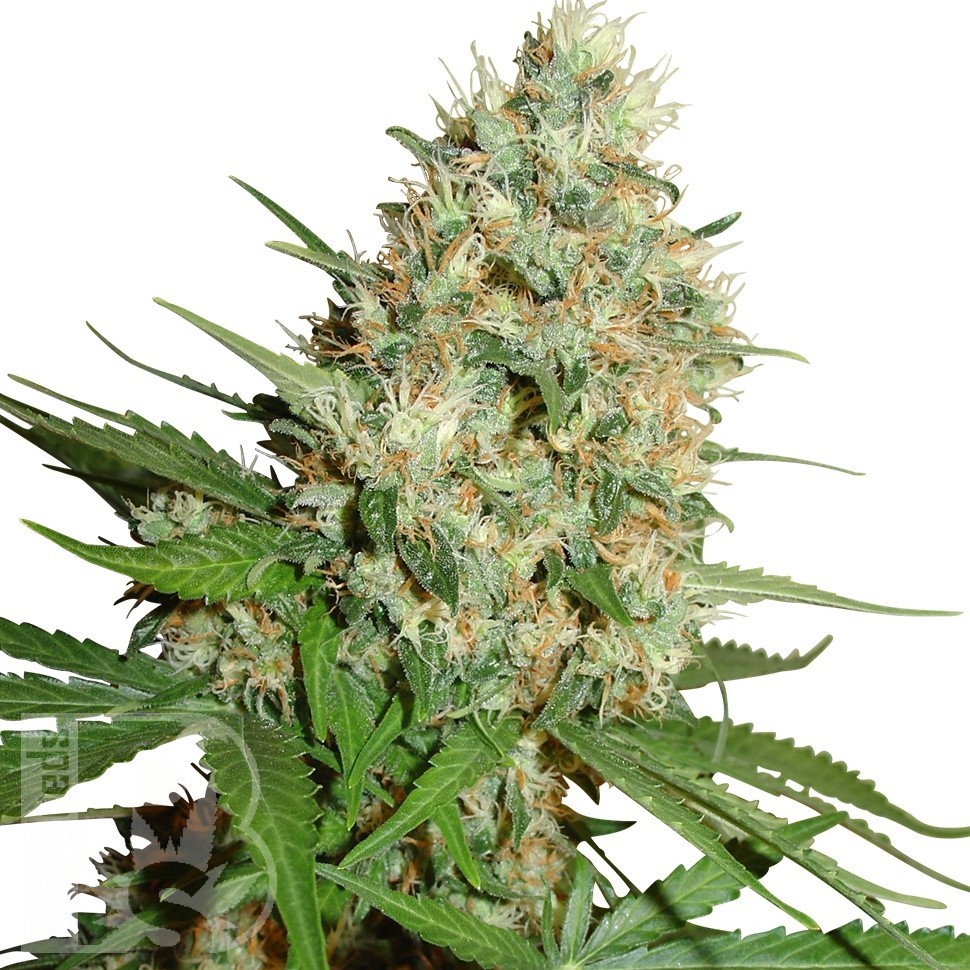 Семена  Train Wreck feminised Ganja Seeds