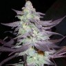 Семена  Train Wreck feminised Ganja Seeds