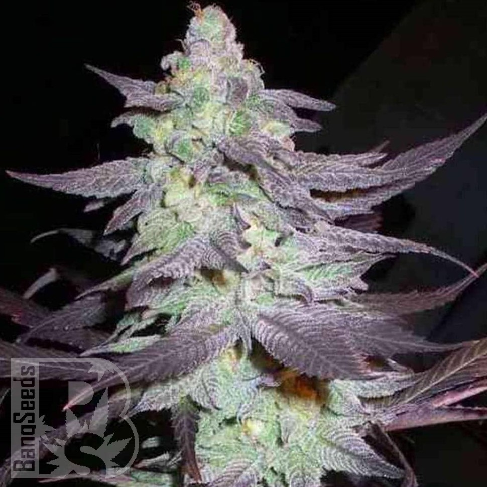 Семена  Train Wreck feminised Ganja Seeds