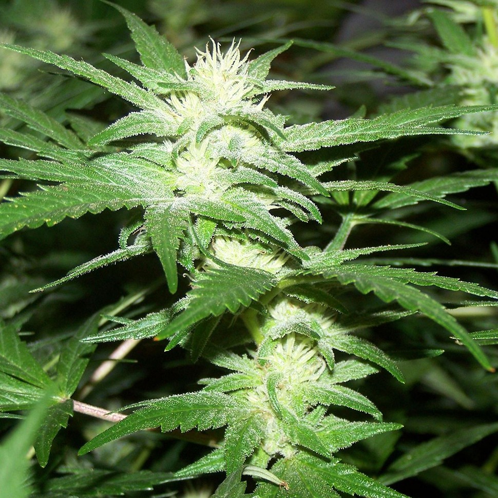 Семена  Phoenix feminised Neuro Seeds