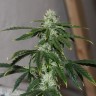 Auto Quick One feminised Ganja Seeds купить