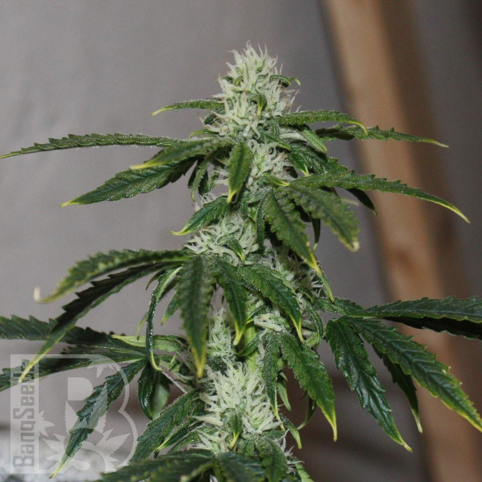 Auto Quick One feminised Ganja Seeds купить