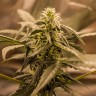 Auto Quick One feminised Ganja Seeds заказать