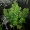 Auto Quick One feminised Ganja Seeds семена