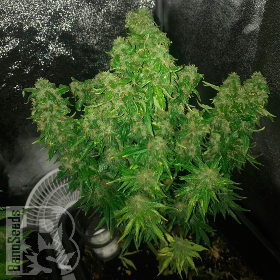 Семена конопли  Auto Quick One feminised Ganja Seeds