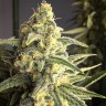 Cream 47 feminised Ganja Seeds