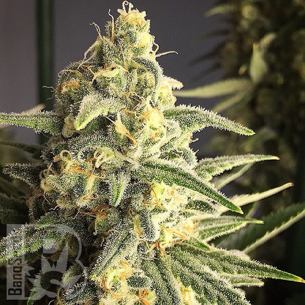 Cream 47 feminised Ganja Seeds