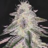 Cream 47 feminised Ganja Seeds