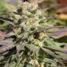 Семена каннабиса  Warlock feminised Ganja Seeds