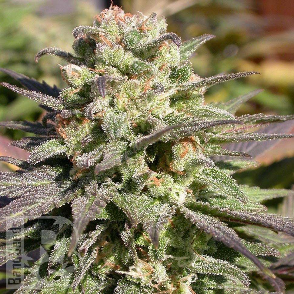 Семена каннабиса  Warlock feminised Ganja Seeds