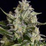 Семена каннабиса  Warlock feminised Ganja Seeds