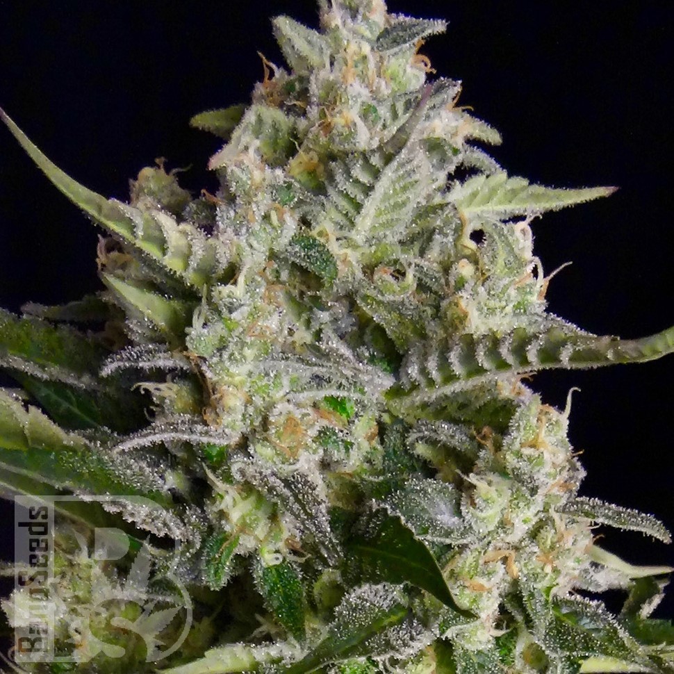 Семена каннабиса  Warlock feminised Ganja Seeds