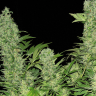 Семена каннабиса  Warlock feminised Ganja Seeds