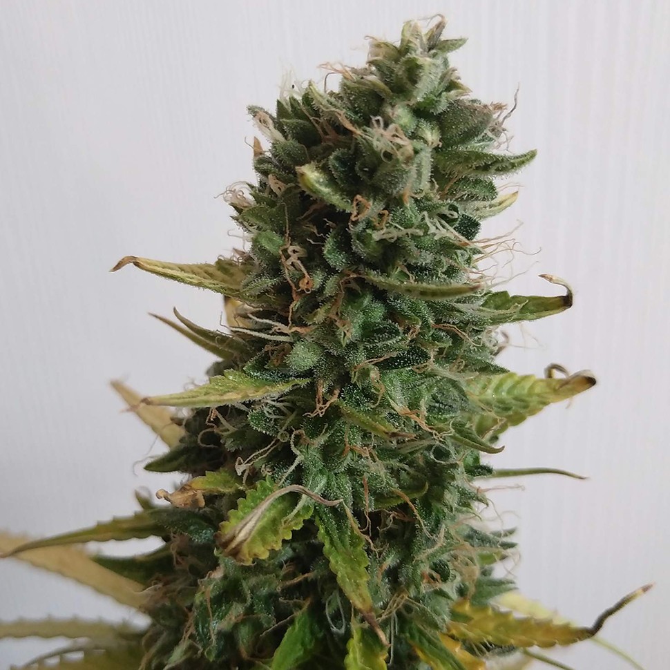 Семена  Lowgold regular Ganja Seeds