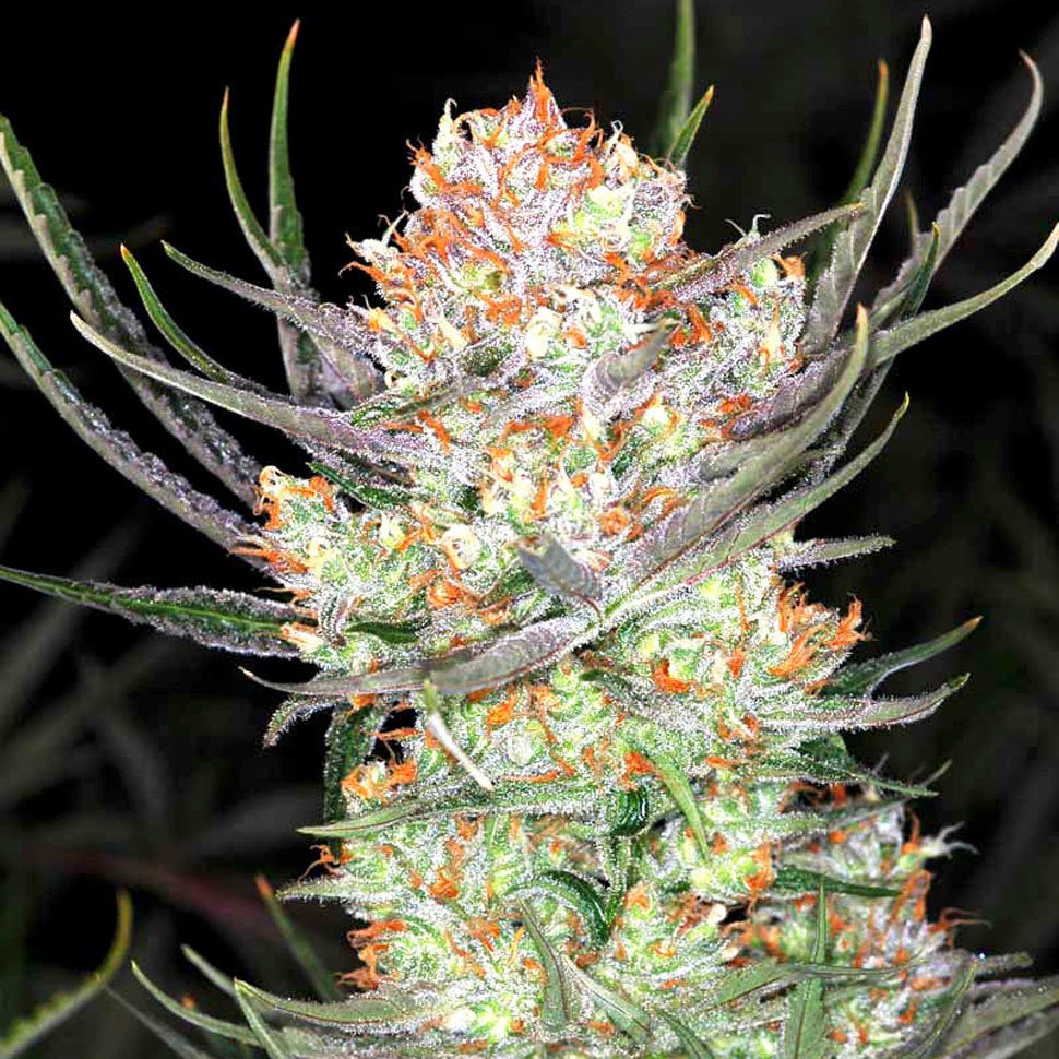 Семена ганжа  Colossus feminised GanjaVIP Seeds