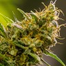 купить семена конопли в фирменной упаковке Silver Haze feminised