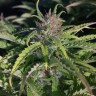 Cream Caramel feminised Ganja Seeds