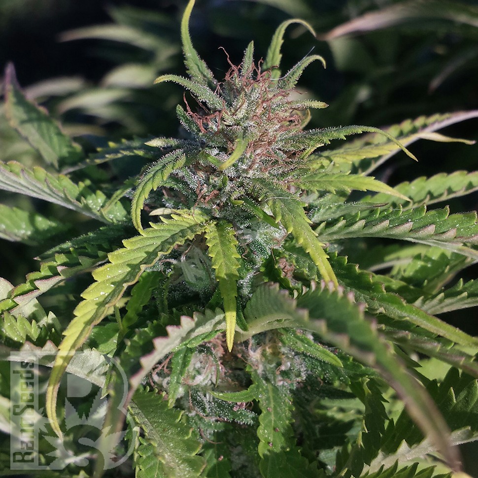 Cream Caramel feminised Ganja Seeds