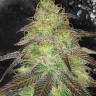 Cream Caramel feminised Ganja Seeds