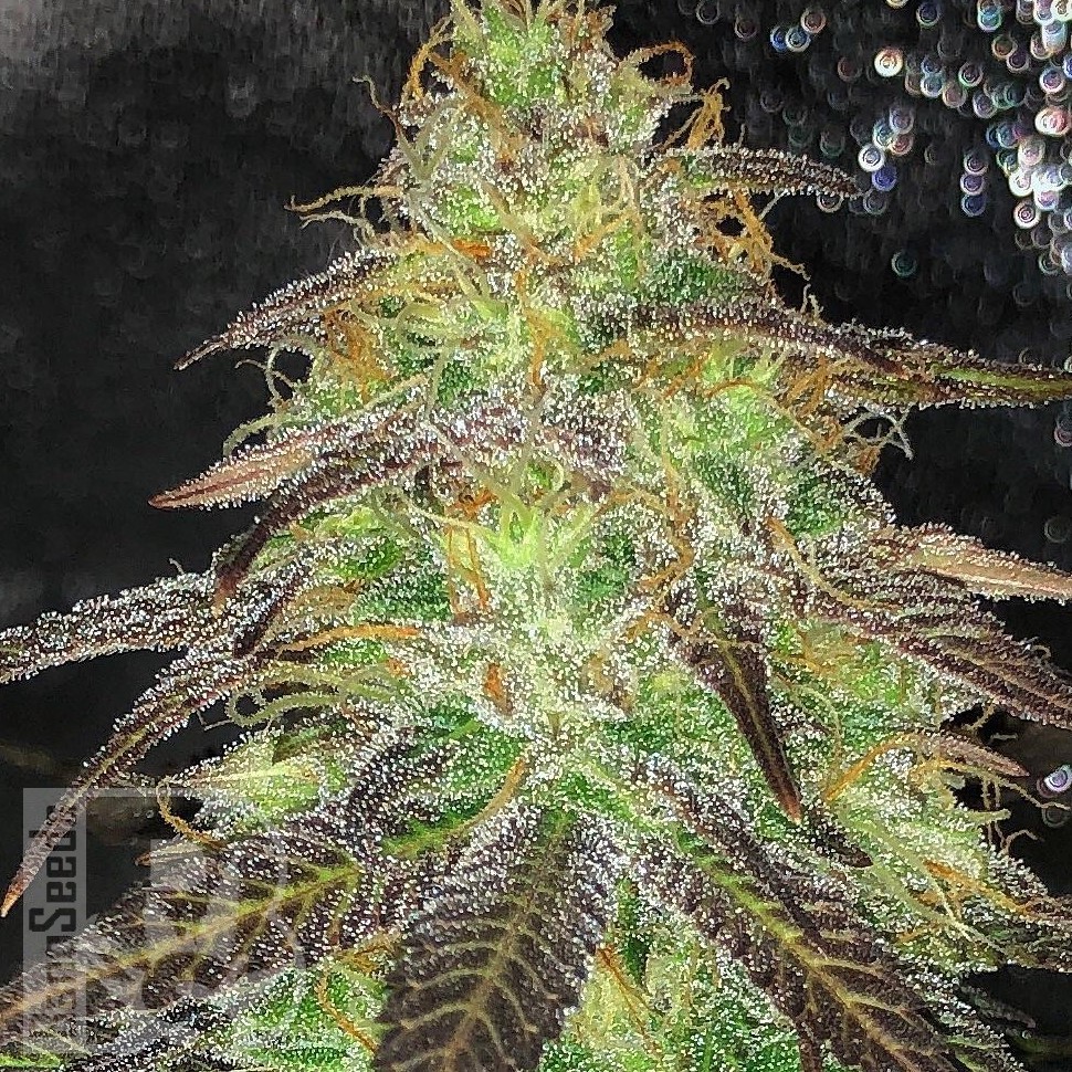 Cream Caramel feminised Ganja Seeds