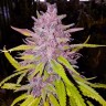 Cream Caramel feminised Ganja Seeds