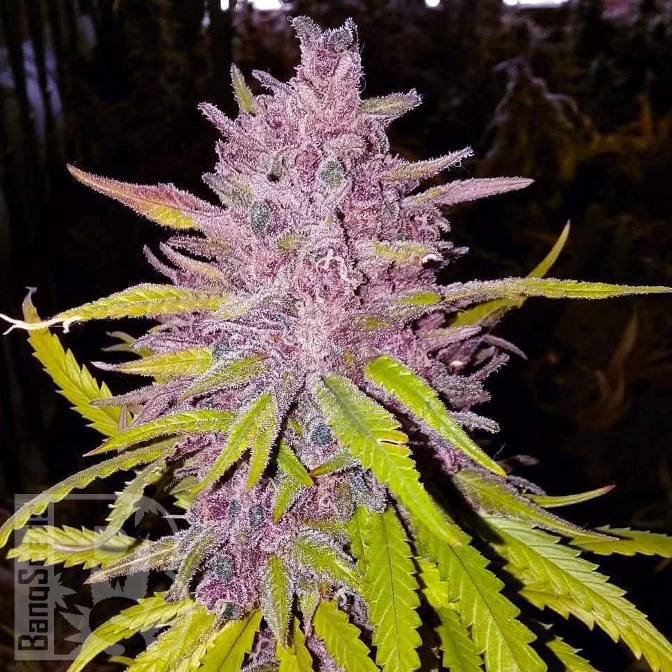 Cream Caramel feminised Ganja Seeds