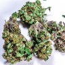 Семена  White Blueberry Pie feminised Ganja Seeds