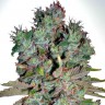 Семена  White Blueberry Pie feminised Ganja Seeds