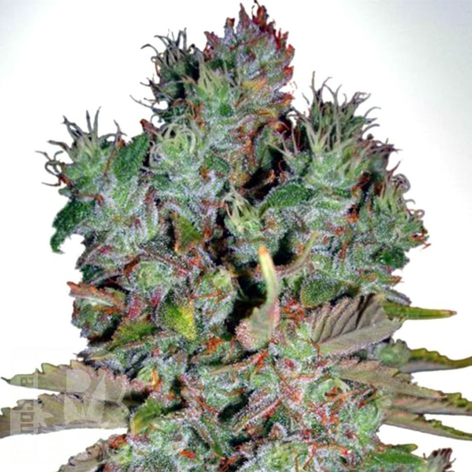 Семена  White Blueberry Pie feminised Ganja Seeds