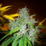 Семена  White Blueberry Pie feminised Ganja Seeds