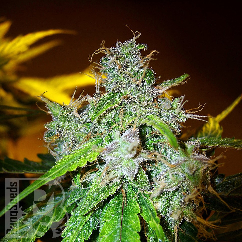 Семена  White Blueberry Pie feminised Ganja Seeds