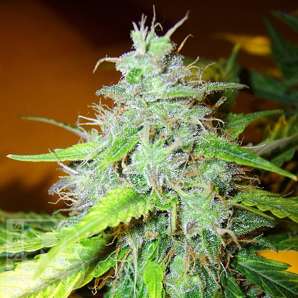 Семена  White Blueberry Pie feminised Ganja Seeds