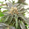 семена конопли дешево Purple Kush regular Ganja Seeds