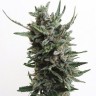 Семена конопли  Purple Kush regular Ganja Seeds