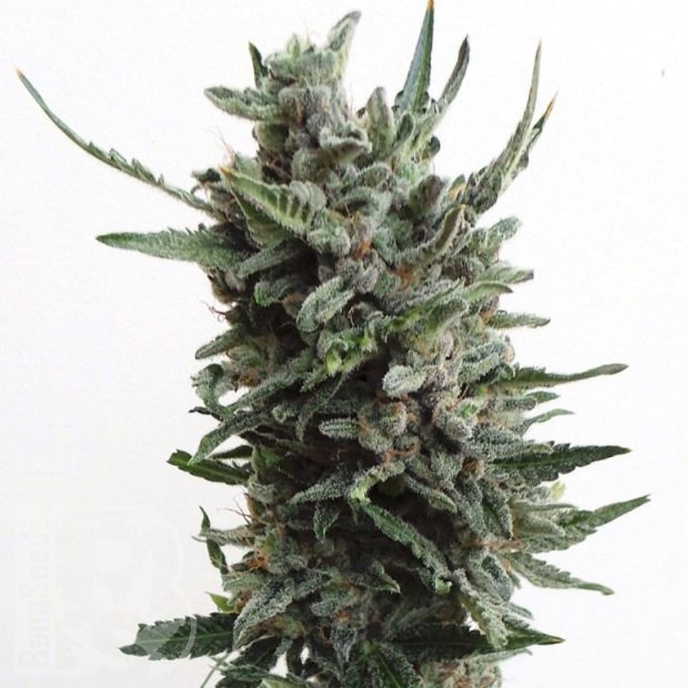 Семена конопли  Purple Kush regular Ganja Seeds