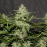 заказ семян конопли Алма-Ата White Widow feminised Victory Seeds