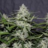 семена конопли в оригинальных упаковках White Widow feminised Victory Seeds