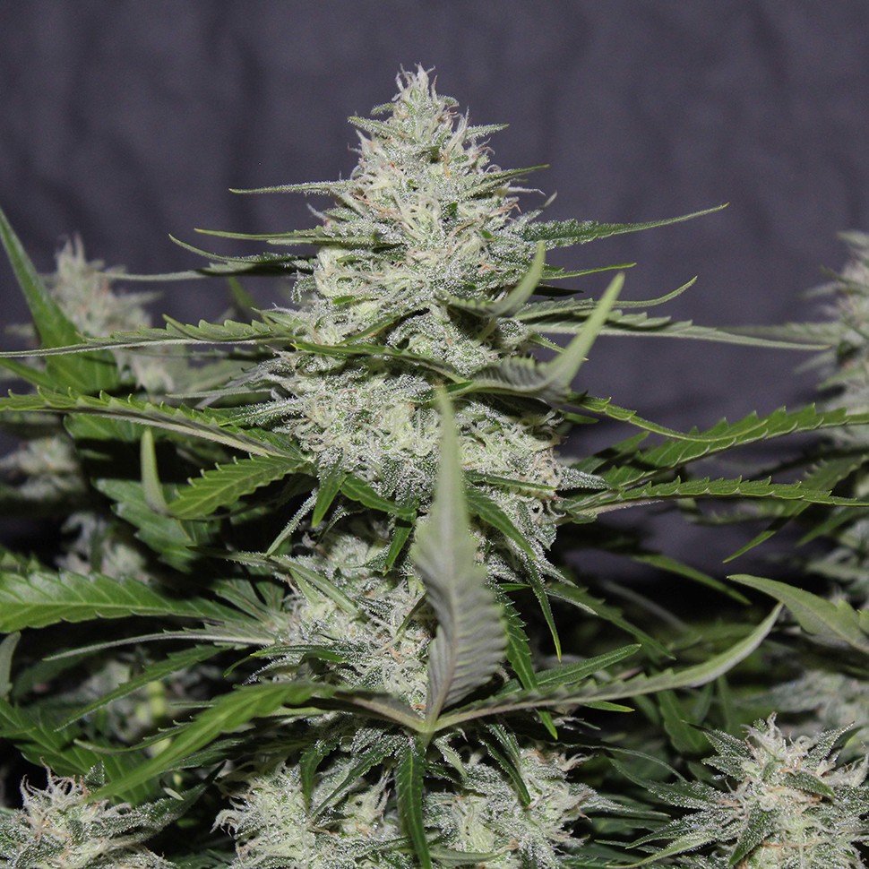 Семена  White Widow feminised Victory Seeds