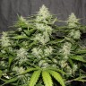 семена конопли недорого White Widow feminised Victory Seeds