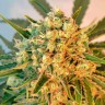 качественные семена конопли Freddy's Best feminised Ganja Seeds