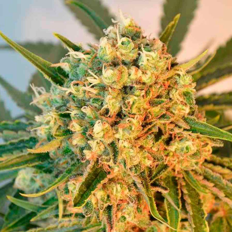 качественные семена конопли Freddy's Best feminised Ganja Seeds