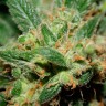 семена конопли Freddy's Best feminised Ganja Seeds